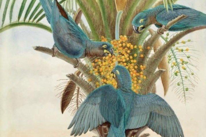 Brazília madarai Jenevora Searight