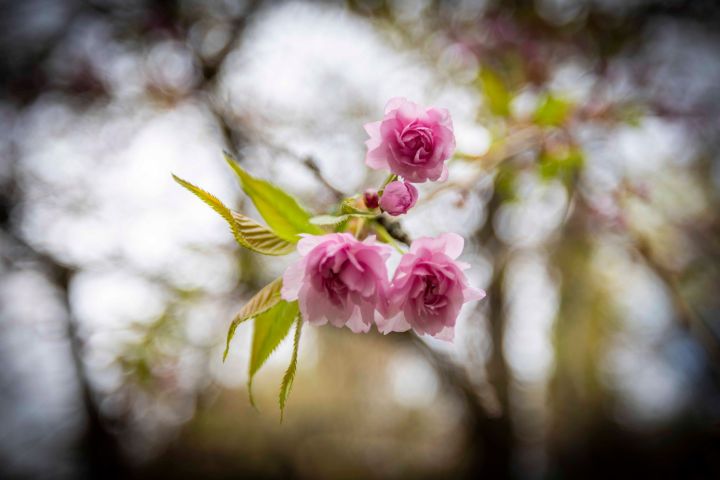 BotanicArt április Dubniczay-palota