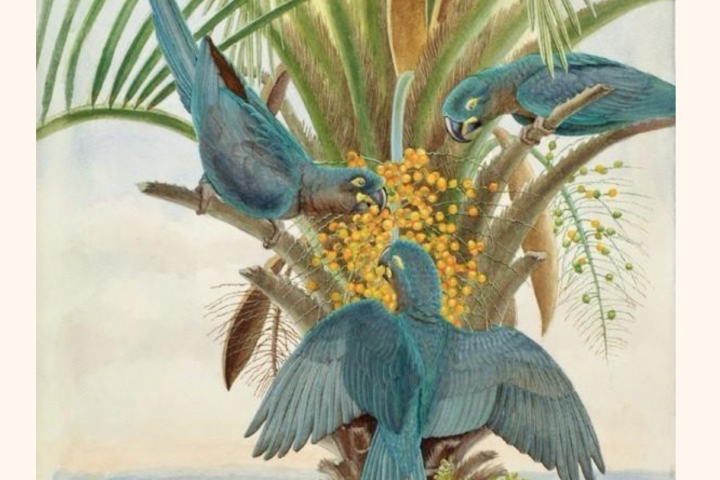 Two Exhibitions, One Country Birds of Brazil / Taste of Brazil