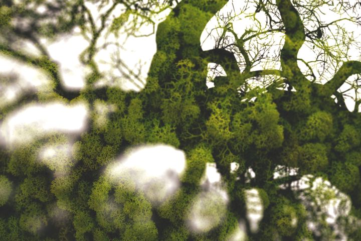 Pályázati felhívás Veszprémi Tavaszi Tárlat 2026 Téma: ARBORÉTUM